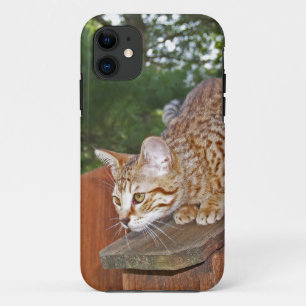 Savannah Cat iPhone 5 Custom Case-Mate-ID 11 Hülle