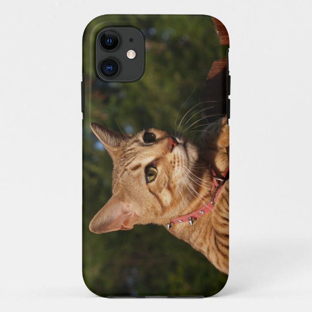 Savannah Cat iPhone 5 Custom Case-Mate-ID Case-Mate iPhone Hülle (Rückseite)