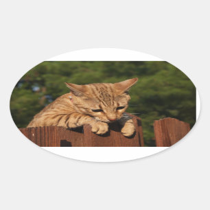 Savannah Cat Oval Sticker
