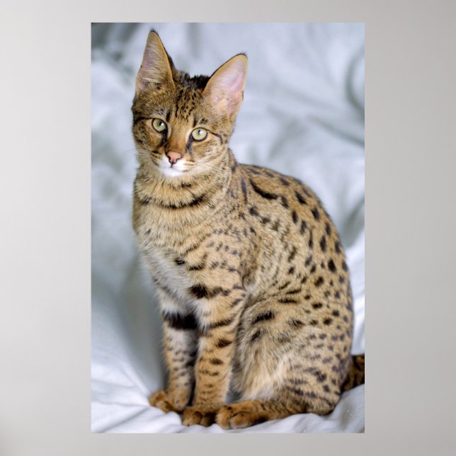 Savannah ‎ Cat Poster (Vorne)
