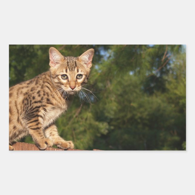 Savannah Cat Rectangle Sticker (Vorderseite)