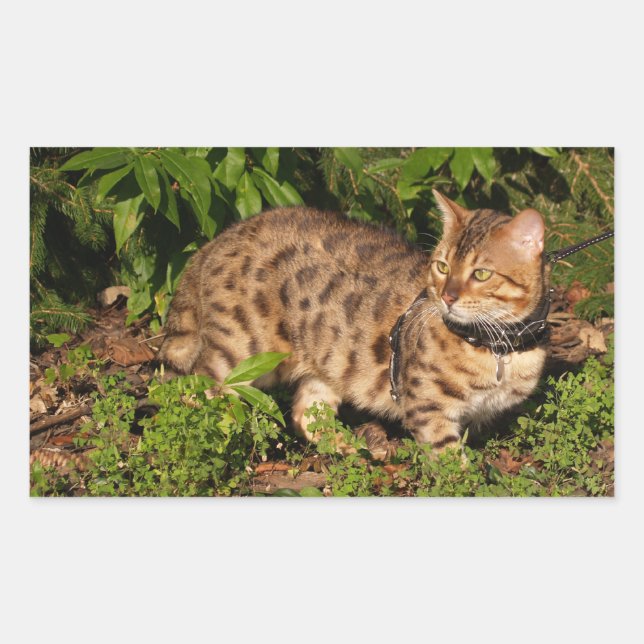 Savannah Cat Rectangle Sticker (Vorderseite)