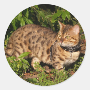 Savannah Cat Round Sticker