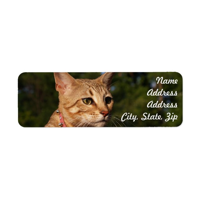 Savannah Cat Rücksendeadresse Sticker (Vorne)