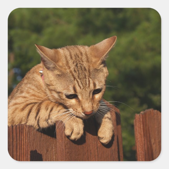 Savannah Cat Square Sticker (Vorderseite)