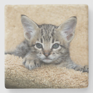 Savannah Cat Square Untersetzer