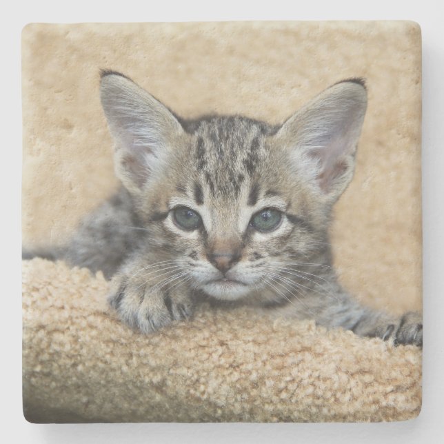 Savannah Cat Square Untersetzer (Vorderseite)