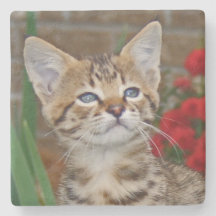 Savannah Cat Square Untersetzer