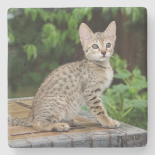 Savannah Cat Square Untersetzer