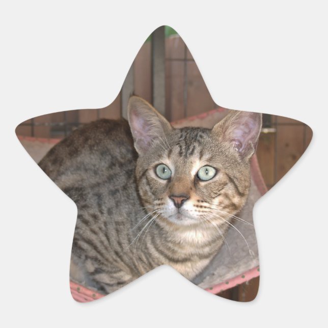 Savannah Cat Star Sticker (Vorderseite)