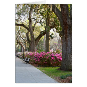 Savannah Georgia im Spring Forsyth Park Azaleas Oa
