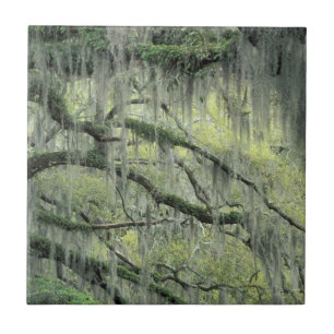 Savannah, Georgia, Live-Eiche mit Fliese