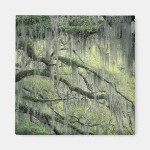 Savannah, Georgia, Live-Eiche mit Magnet