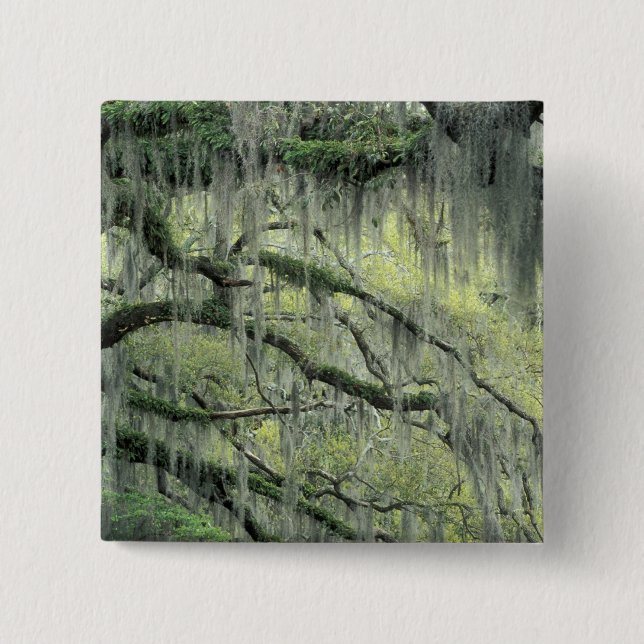 Savannah, Georgia, Live Oak Baum behangen mit Button (Vorderseite)