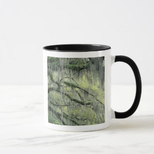 Savannah, Georgia, Live Oak Baum behangen mit Tasse
