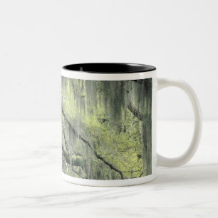 Savannah, Georgia, Live Oak Baum behangen mit Zweifarbige Tasse