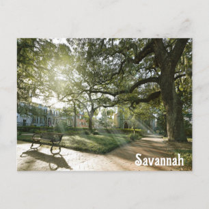 Savannah Georgia Southern Live Oak Tree Park Postkarte