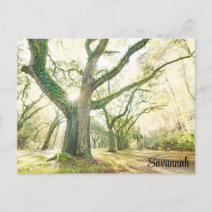 Savannah Georgia Southern Live Oak Tree Postkarte