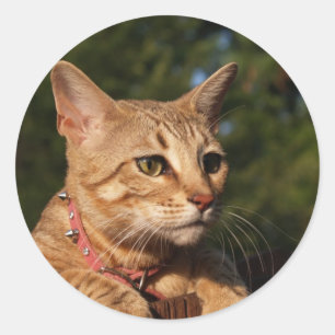 Savannah-Katze Rund Aufkleber