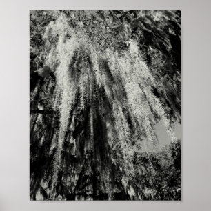 Savannah Series: Spanisches Moss Poster