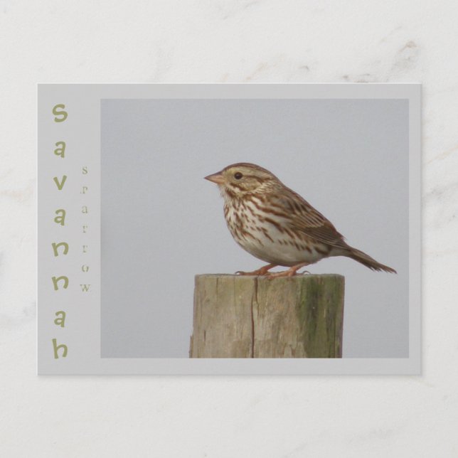 Savannah Sparrow Postkarte (Vorderseite)