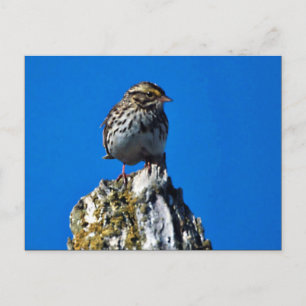Savannah Sparrow Postkarte