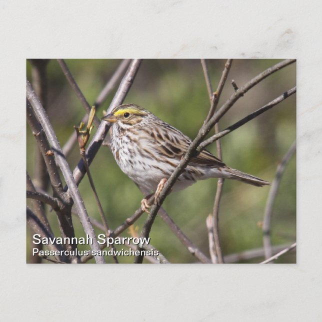 Savannah Sparrow Postkarte (Vorderseite)