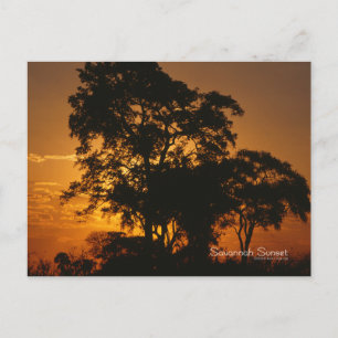Savannah Sunset Postkarte