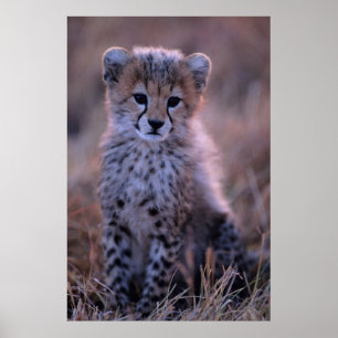 Savanne Gepard-CUBs  , Kenia Poster
