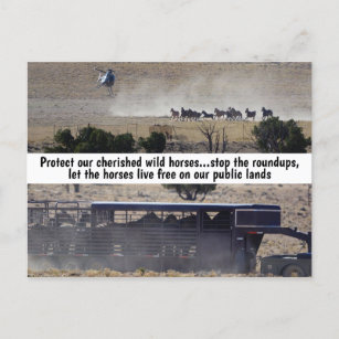 Save Our Wild Horses Campaign Postkarte