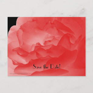 Save the Date 50. Geburtstagsparty Coral Pink Rose Ankündigungspostkarte
