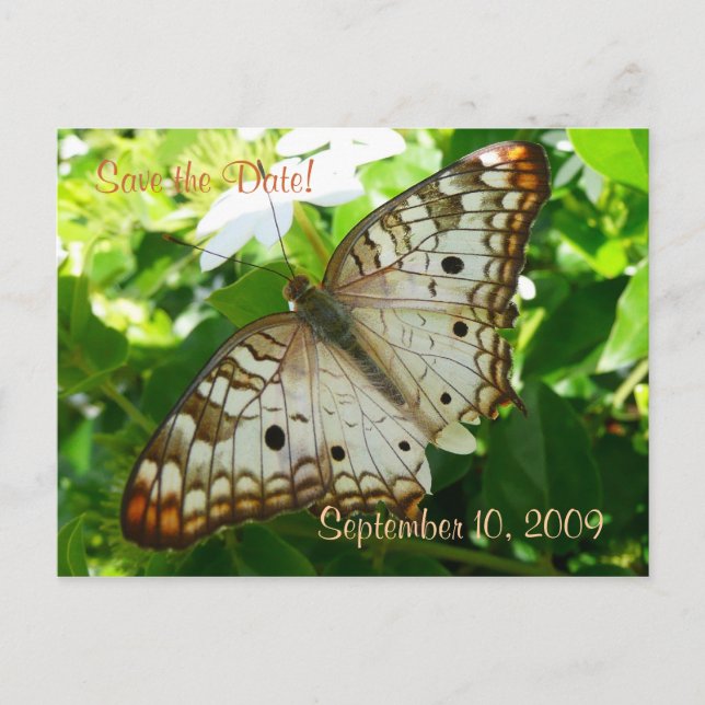 Save the Date Butterfly auf Jasmine Postcard Ankündigungspostkarte (Vorderseite)