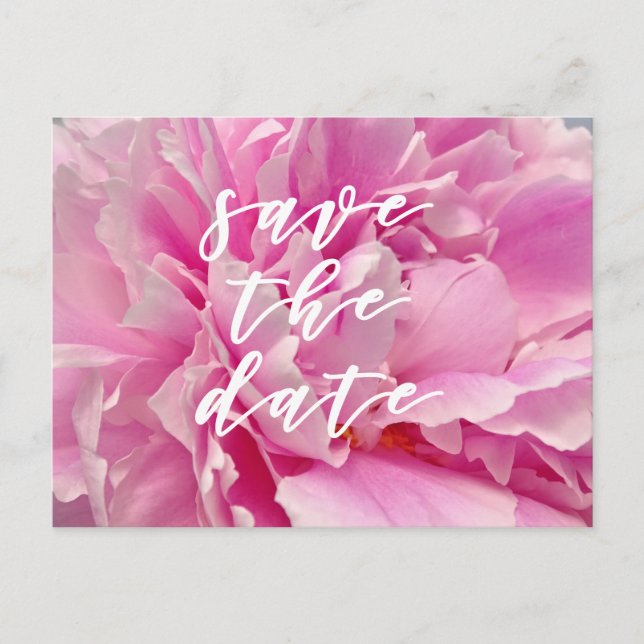 Save the Date! Elegante rosa Peonies Postkarte (Vorderseite)