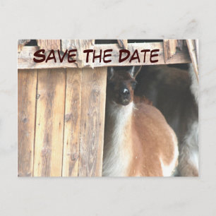 Save the Date Hübsches Llama Foto Postkarte