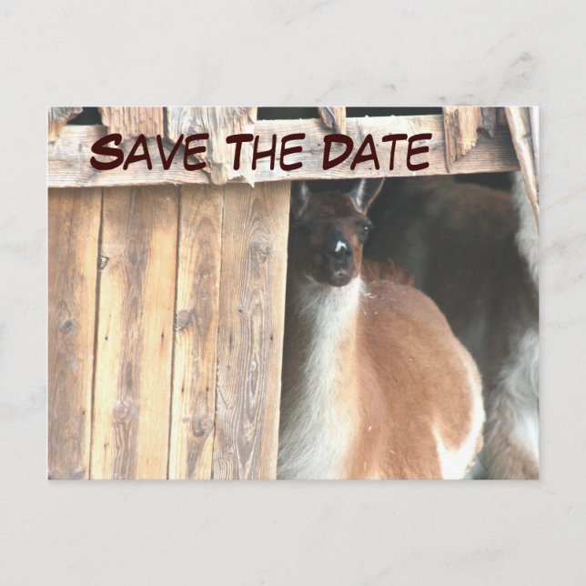 Save the Date Hübsches Llama Foto Postkarte (Vorderseite)