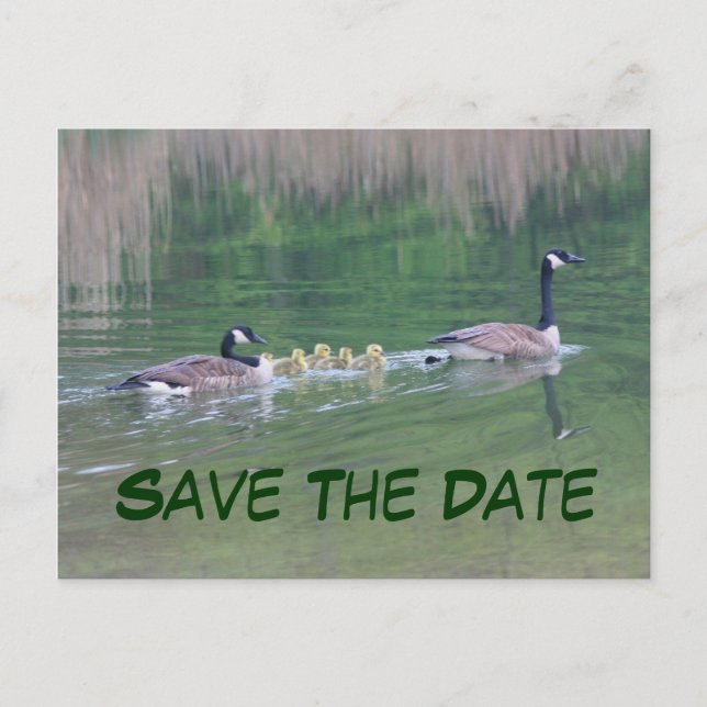 Save the Date Kanada Geese Nature Postcard Ankündigungspostkarte (Vorderseite)