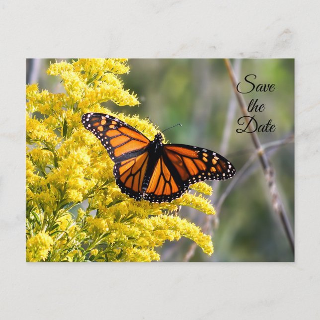 Save the Date Monarch Butterfly Postcard Ankündigungspostkarte (Vorderseite)