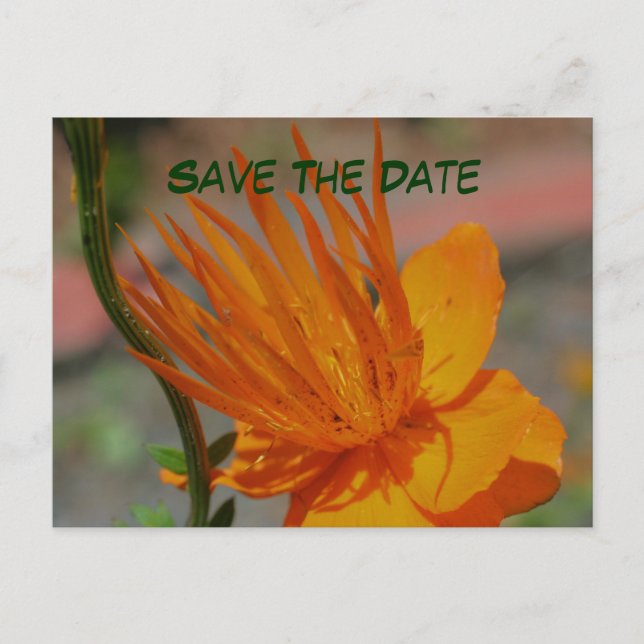 Save the Date Orange Blume Fotografie Postkarte (Vorderseite)