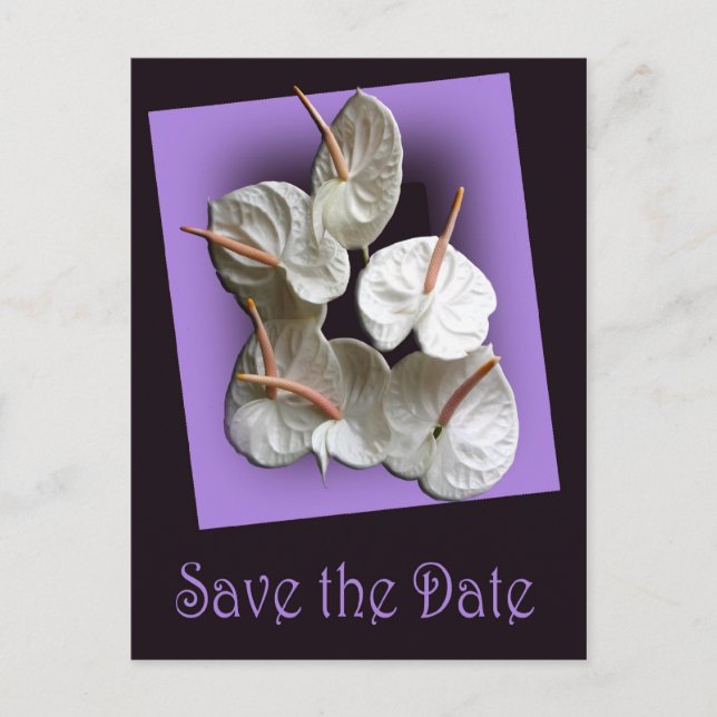 Save the Date Postkarte 2 - Weiße Anthurien (Vorderseite)
