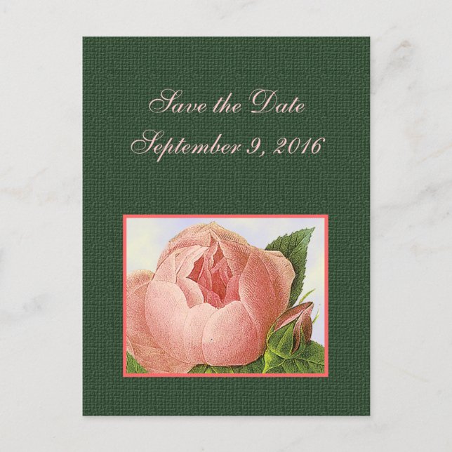 Save the Date rosa Botanische Rose Postkarte (Vorderseite)