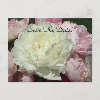 Save the Date Rosa-Erdnüsse/Pink-Erdnüsse Ankündigungspostkarte