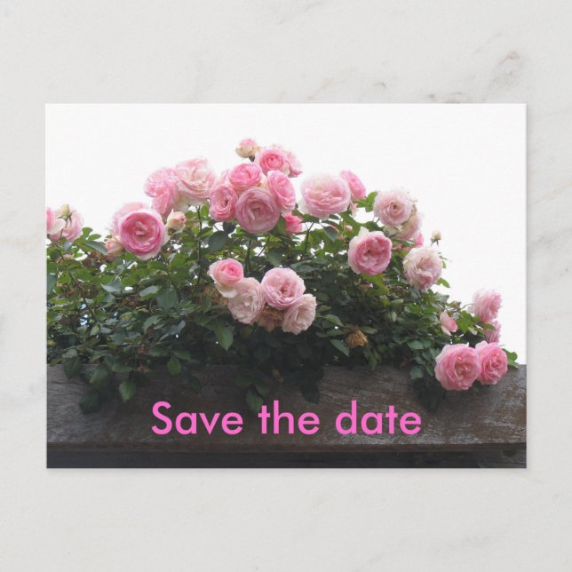 Save the Date - rosa Rosen Ankündigungspostkarte (Vorderseite)