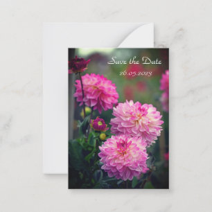Save the Date rosa und weiße Dahlia-Blume Mitteilungskarte