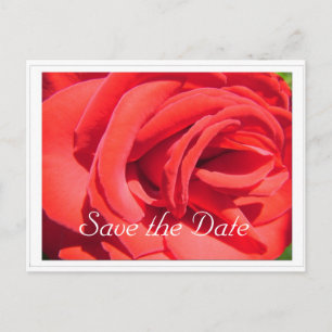 Save the Date, rote Rose Blume Ankündigungspostkarte