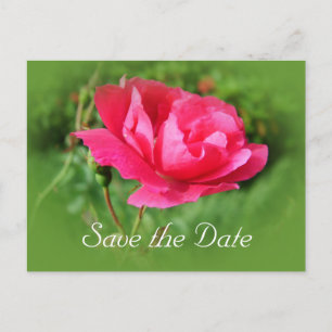 Save the Date, wildrosa Rosa-Blume. Ankündigungspostkarte