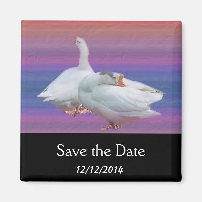 Save the Date, zwei weiße Gänse. Magnet (Vorne)