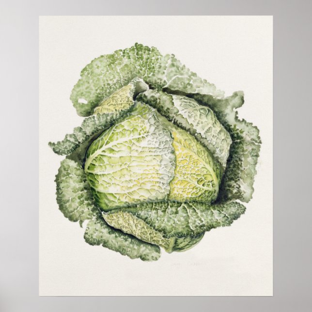 Savoy Cabbage Poster (Vorne)