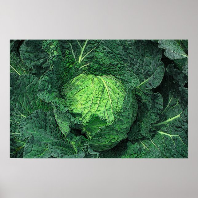 Savoy Cabbage Poster (Vorne)