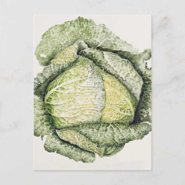 Savoy Cabbage Postkarte (Vorderseite)