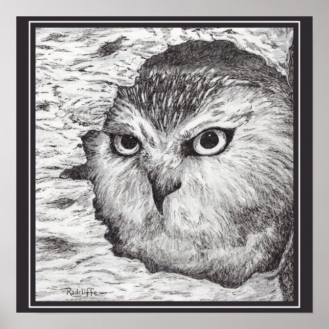 Saw-Whet Owl  Poster (Vorne)